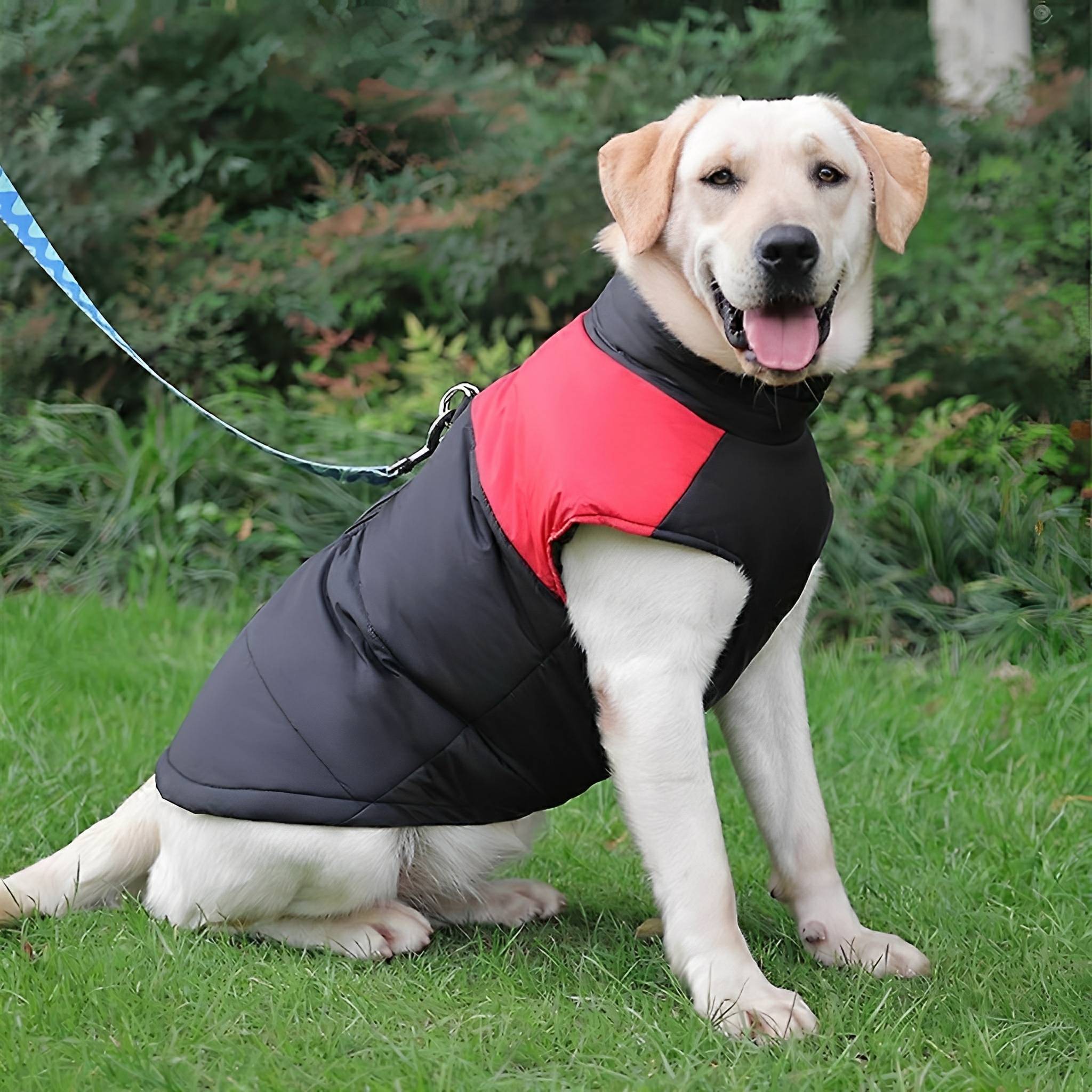 Padded Dog Coat with Zip Fastening and Built-In Lead Attachment