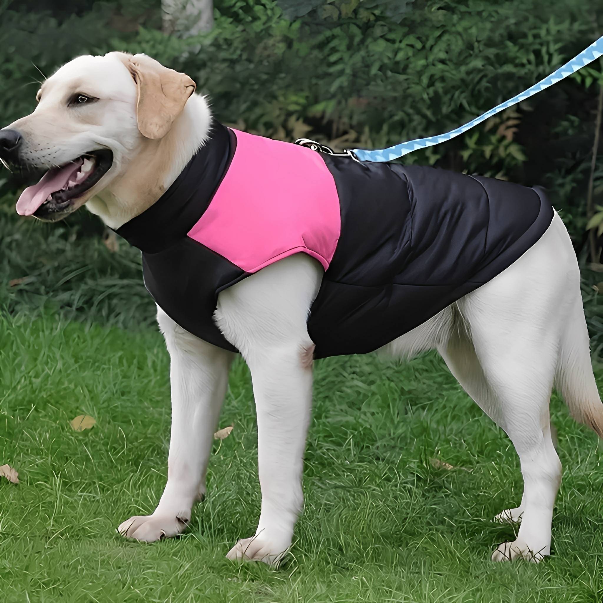 Padded Dog Coat with Zip Fastening and Built-In Lead Attachment