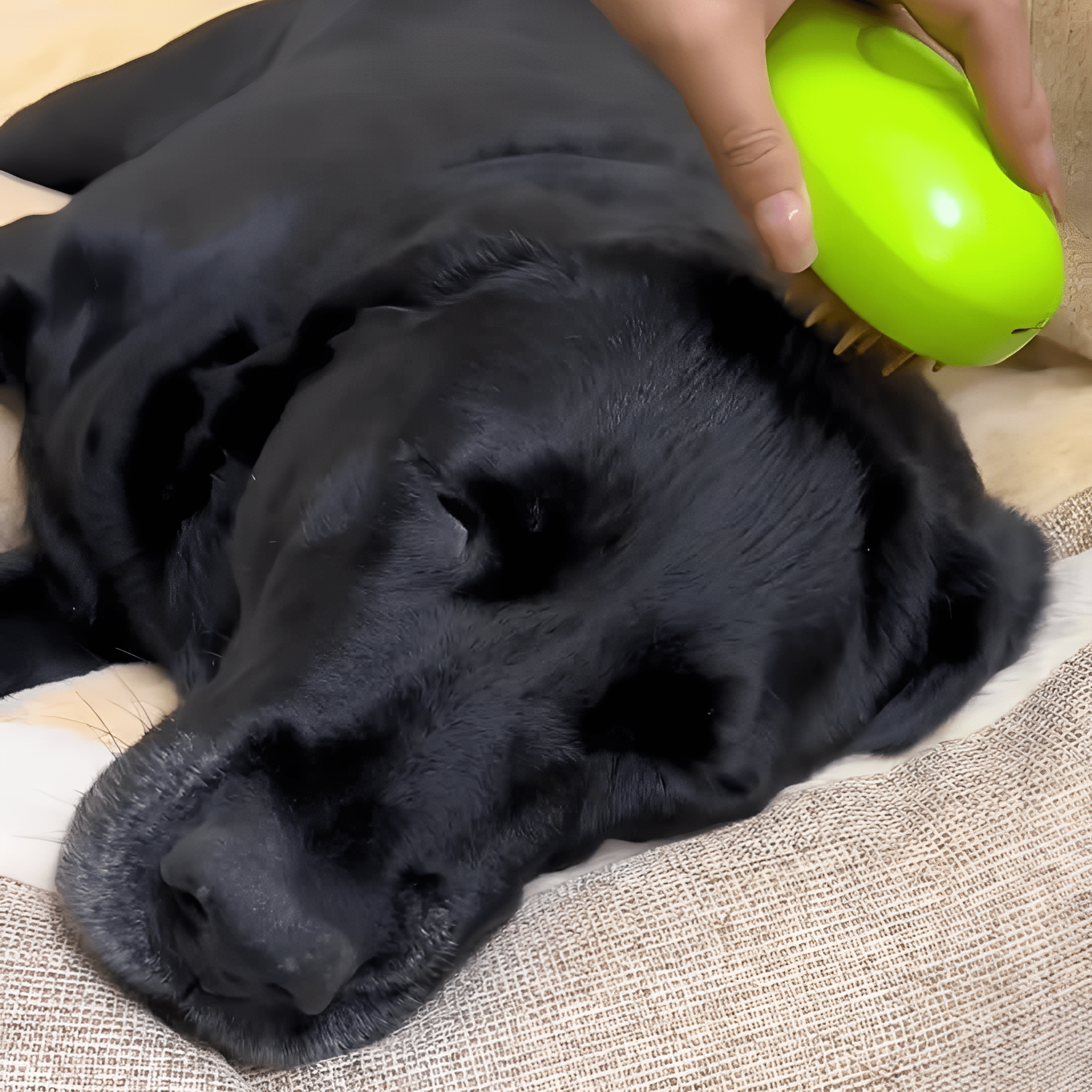 Pet Steam Grooming Brush with Soft Silicone Bristles